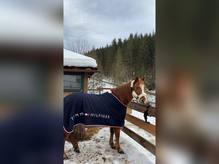 Deutsches Reitpony Stute 8 Jahre 135 cm Fuchs in Preitenegg