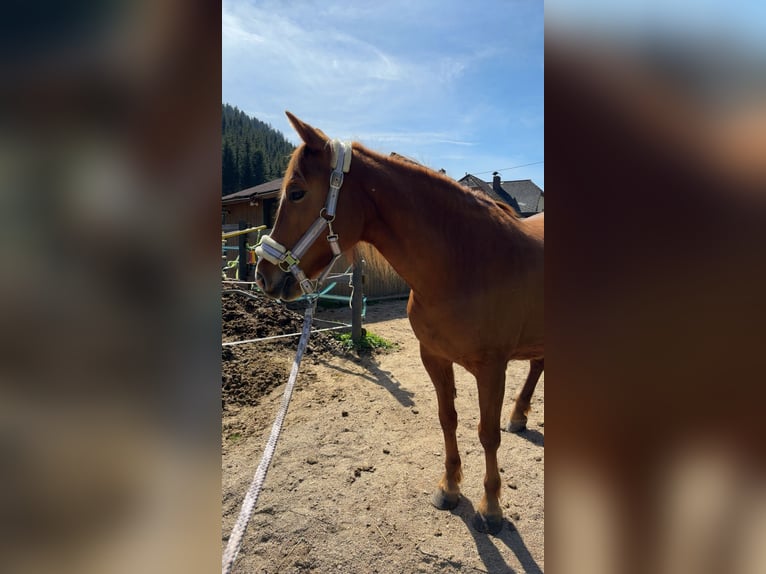 Deutsches Reitpony Stute 8 Jahre 135 cm Fuchs in Preitenegg