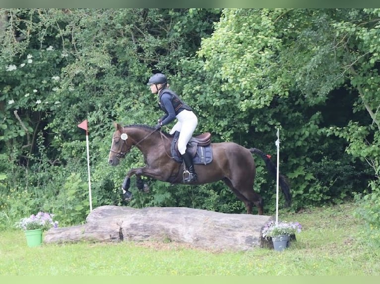 Deutsches Reitpony Stute 8 Jahre 136 cm Dunkelfuchs in Gössitz