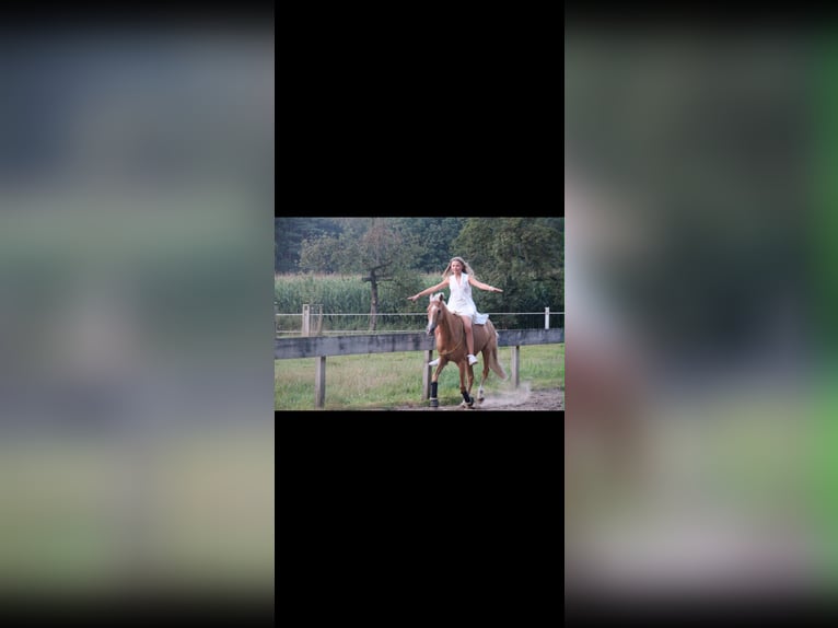 Deutsches Reitpony Stute 8 Jahre 138 cm Palomino in Rheine