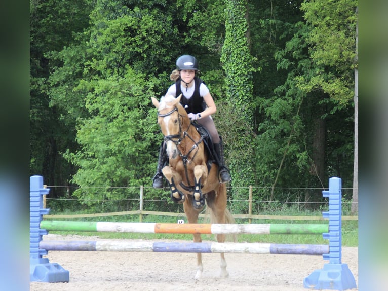 Deutsches Reitpony Stute 8 Jahre 138 cm Palomino in Rheine