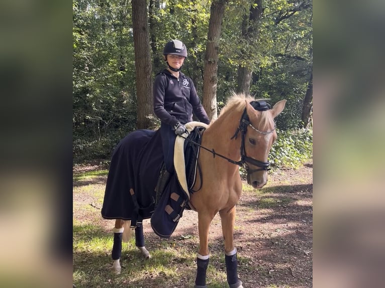 Deutsches Reitpony Stute 8 Jahre 138 cm Palomino in Rheine