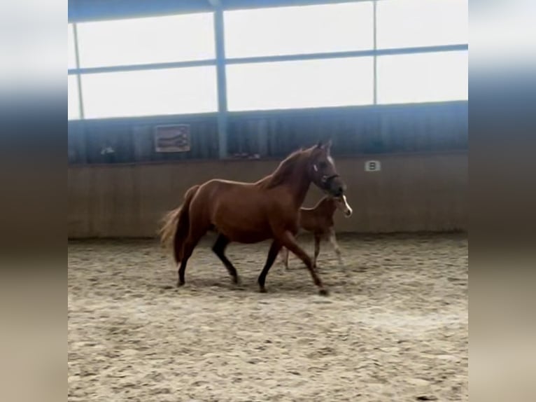 Deutsches Reitpony Stute 8 Jahre 141 cm Dunkelfuchs in Neckargemünd