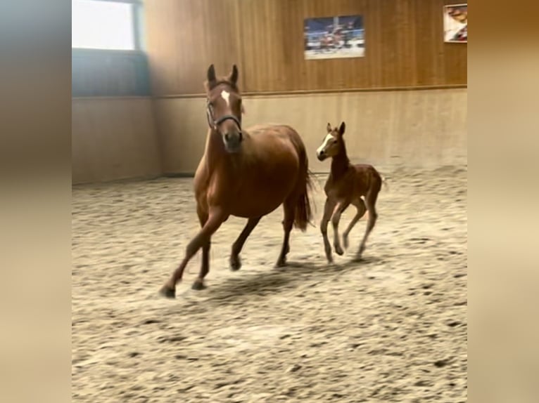 Deutsches Reitpony Stute 8 Jahre 141 cm Dunkelfuchs in Neckargemünd