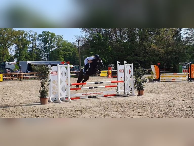 Deutsches Reitpony Stute 8 Jahre 141 cm Schwarzbrauner in Harsewinkel