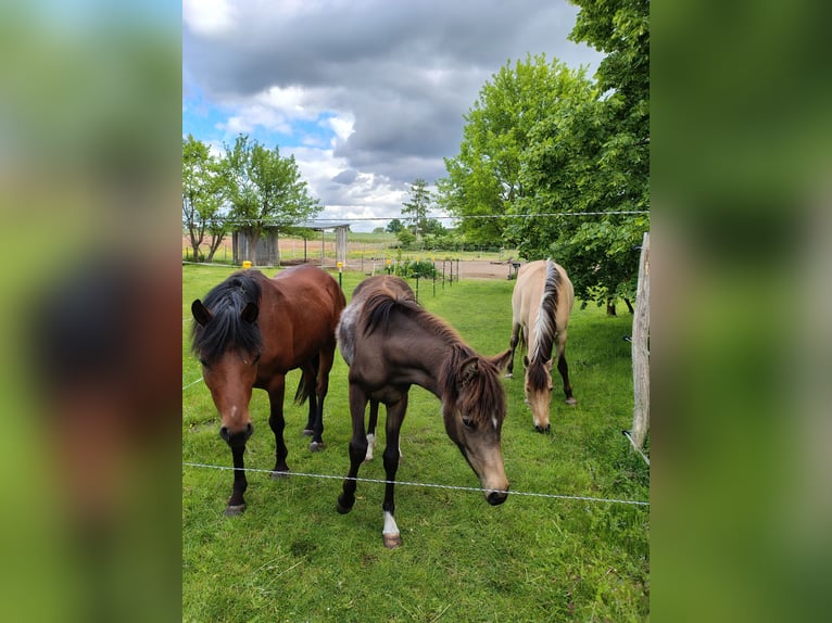 Deutsches Reitpony Stute 8 Jahre 142 cm Brauner in Stechlin
