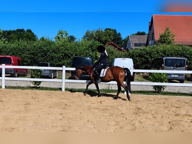 Deutsches Reitpony Stute 8 Jahre 142 cm Brauner in Stechlin