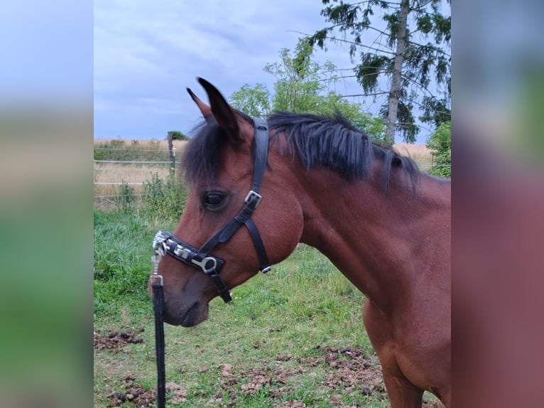 Deutsches Reitpony Stute 8 Jahre 142 cm Brauner in Stechlin