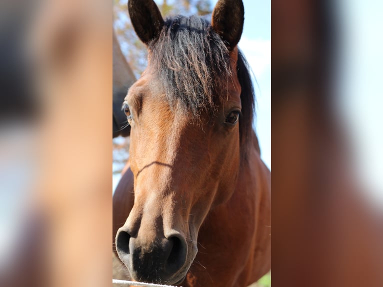 Deutsches Reitpony Stute 8 Jahre 142 cm Brauner in Stechlin