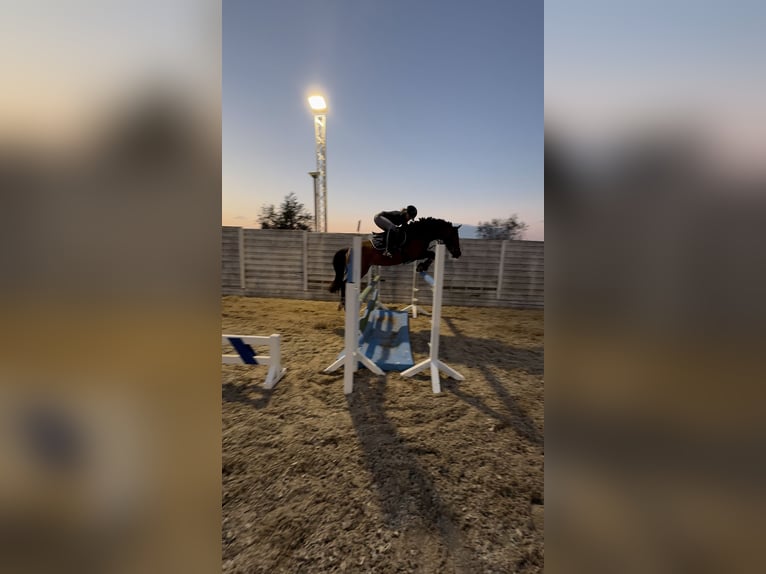 Deutsches Reitpony Stute 8 Jahre 142 cm Brauner in Wismar