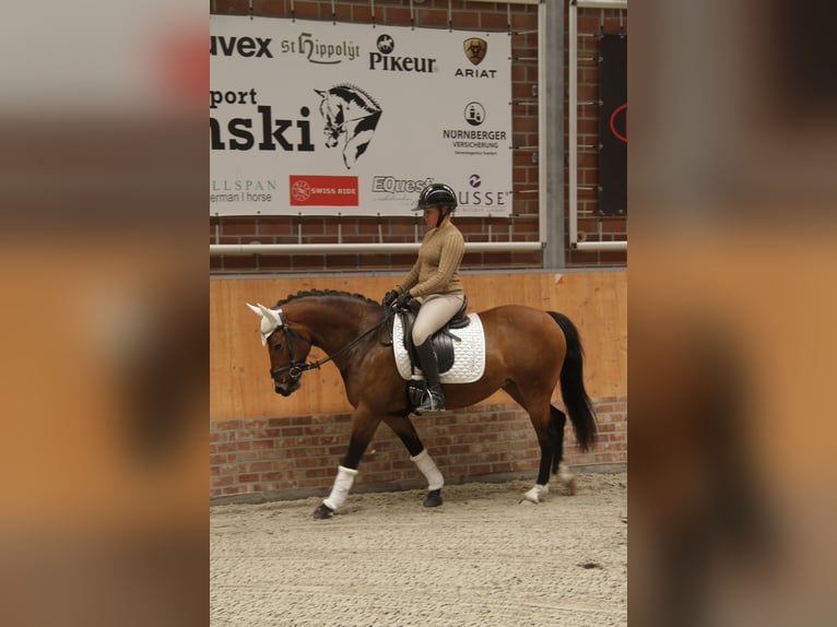Deutsches Reitpony Stute 8 Jahre 142 cm Brauner in Wismar
