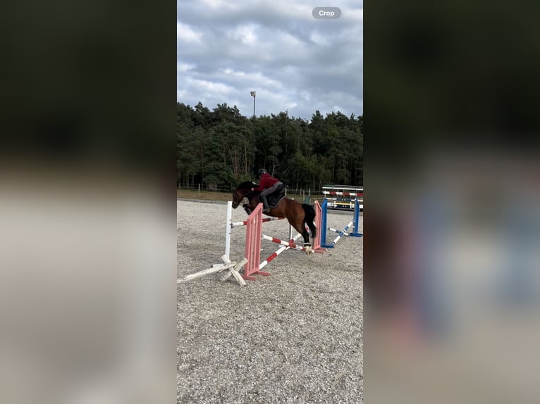 Deutsches Reitpony Stute 8 Jahre 142 cm Brauner in Wismar