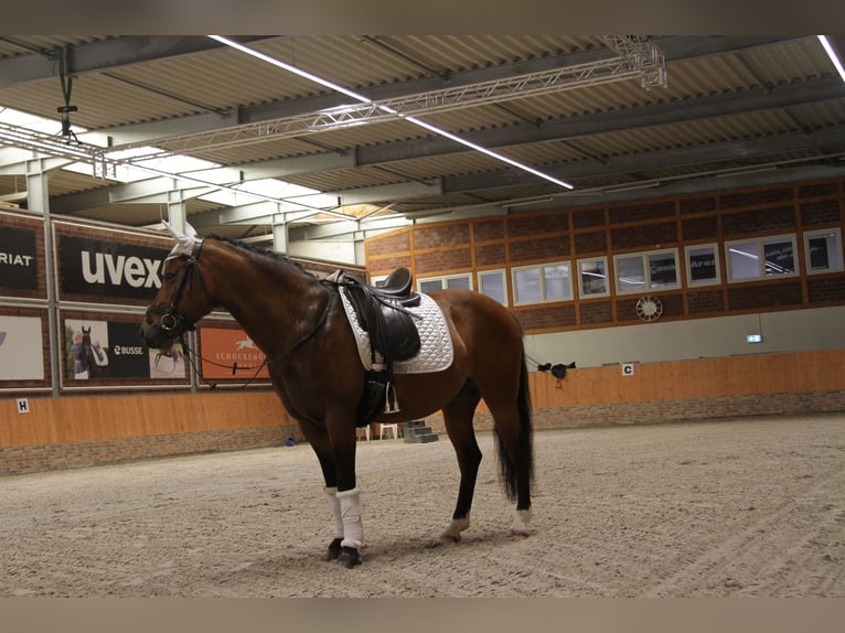 Deutsches Reitpony Stute 8 Jahre 142 cm Brauner in Wismar