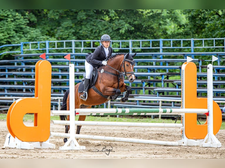Deutsches Reitpony Stute 8 Jahre 142 cm Brauner in Wismar