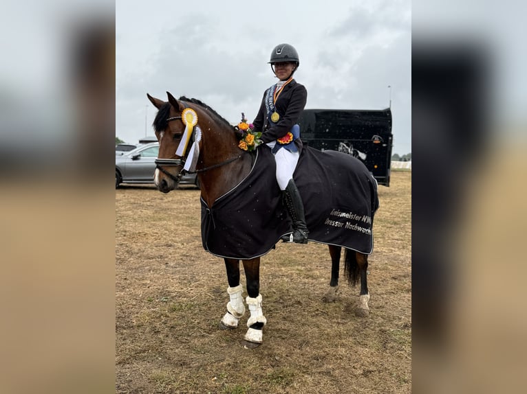 Deutsches Reitpony Stute 8 Jahre 142 cm Brauner in Wismar