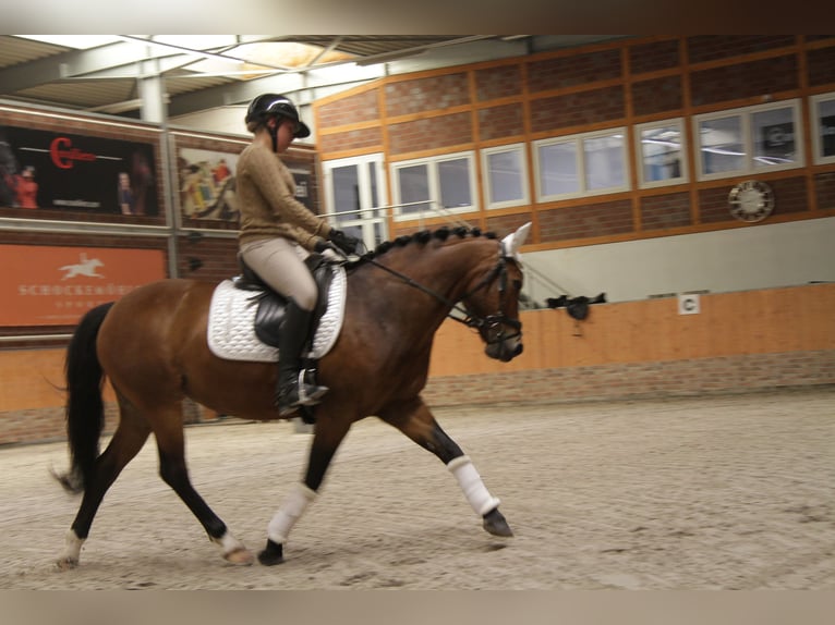 Deutsches Reitpony Stute 8 Jahre 142 cm Brauner in Wismar