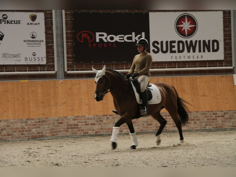 Deutsches Reitpony Stute 8 Jahre 142 cm Brauner in Wismar