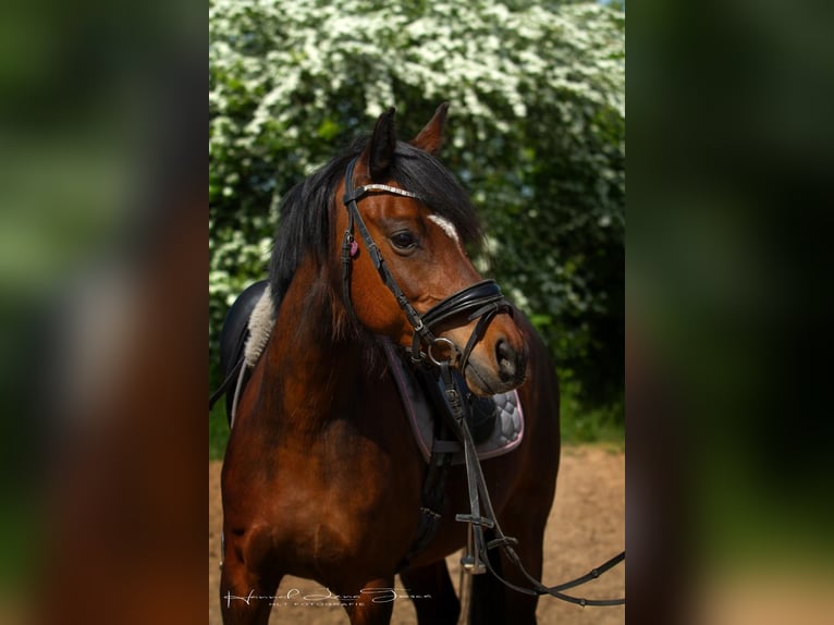Deutsches Reitpony Stute 8 Jahre 142 cm Brauner in Trebur Hessenaue