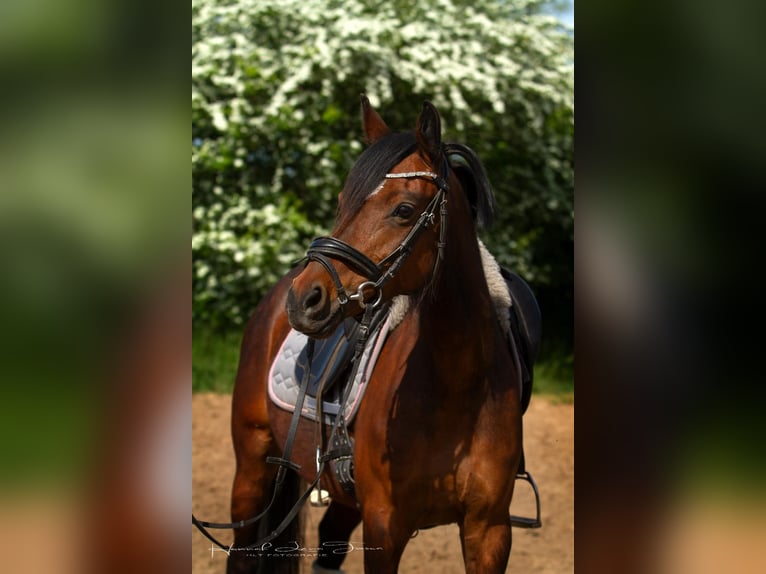 Deutsches Reitpony Stute 8 Jahre 142 cm Brauner in Trebur Hessenaue
