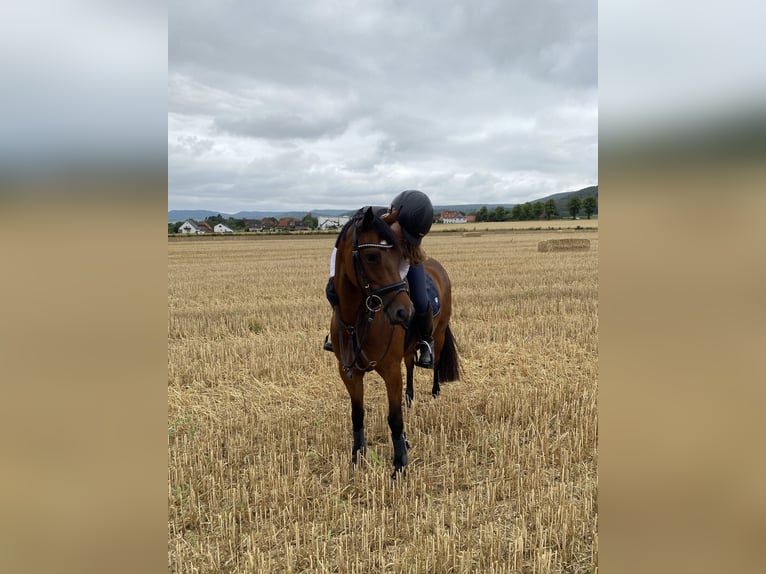 Deutsches Reitpony Stute 8 Jahre 142 cm Brauner in Hessisch Oldendorf