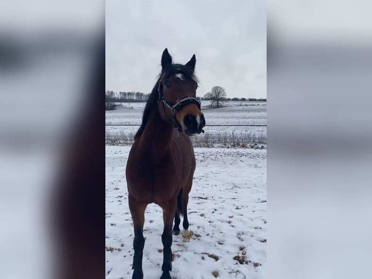 Deutsches Reitpony Stute 8 Jahre 142 cm Brauner in Hessisch Oldendorf