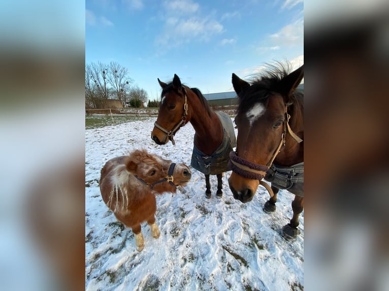 Deutsches Reitpony Stute 8 Jahre 142 cm Brauner in Hessisch Oldendorf