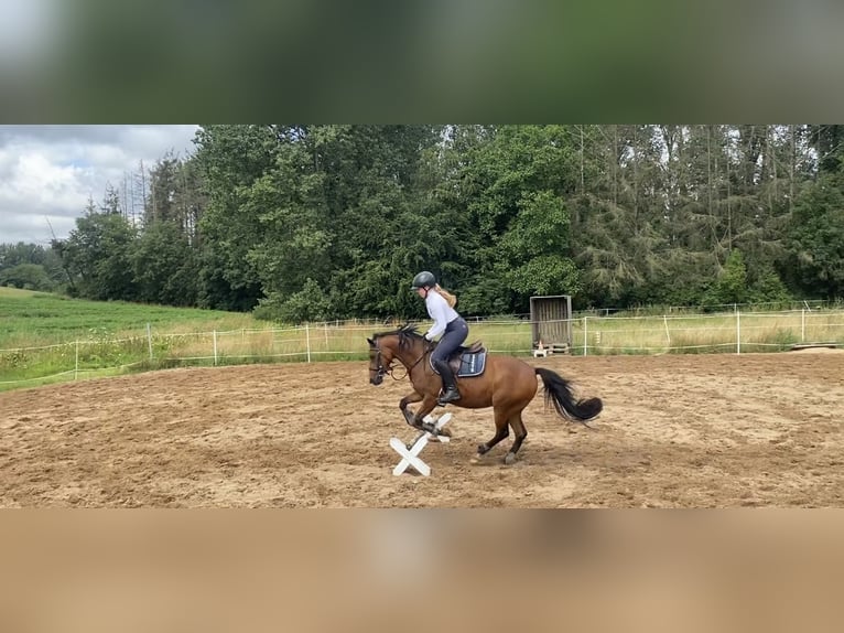 Deutsches Reitpony Stute 8 Jahre 142 cm Brauner in Hessisch Oldendorf