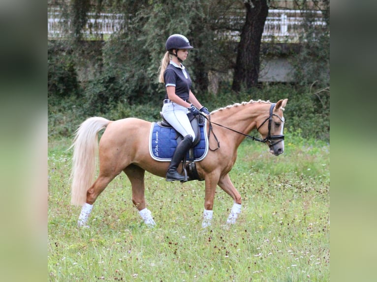 Deutsches Reitpony Stute 8 Jahre 142 cm Palomino in Arnstein