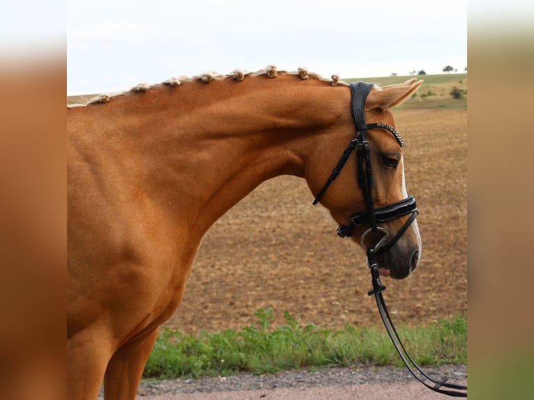 Deutsches Reitpony Stute 8 Jahre 142 cm Palomino in Arnstein