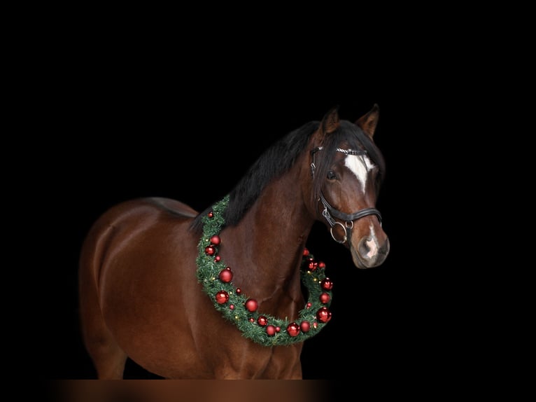 Deutsches Reitpony Stute 8 Jahre 143 cm Brauner in Schwalmtal