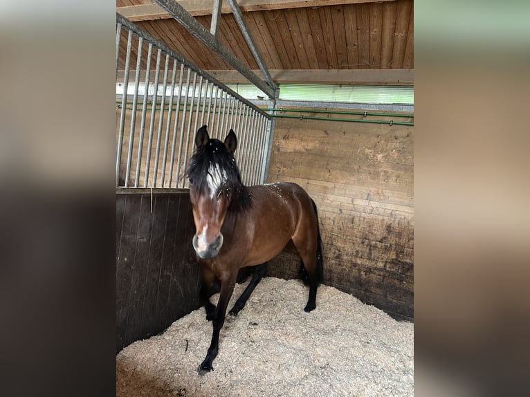 Deutsches Reitpony Stute 8 Jahre 143 cm Brauner in Schwalmtal