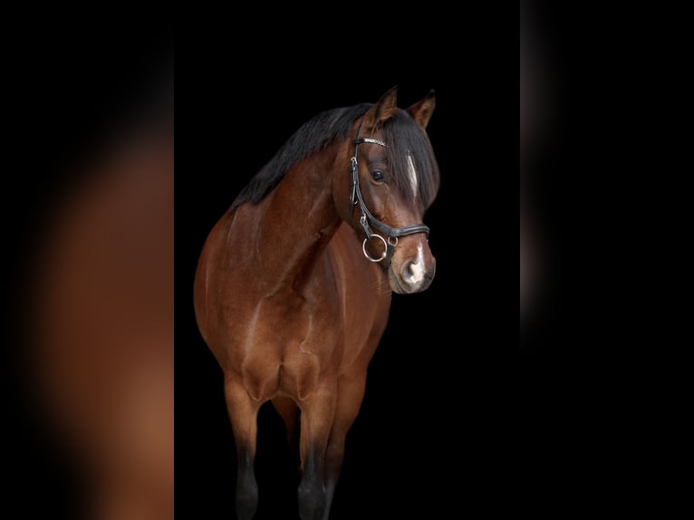 Deutsches Reitpony Stute 8 Jahre 143 cm Brauner in Schwalmtal