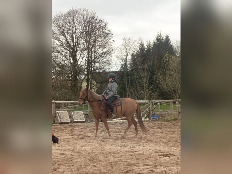 Deutsches Reitpony Mix Stute 8 Jahre 143 cm Fuchs in Schwäbisch Gmünd