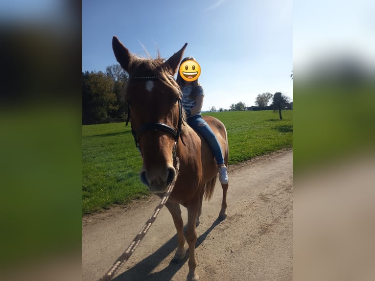 Deutsches Reitpony Mix Stute 8 Jahre 143 cm Fuchs in Schwäbisch Gmünd
