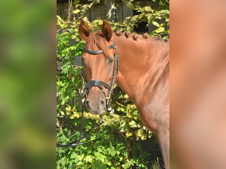 Deutsches Reitpony Stute 8 Jahre 143 cm Fuchs in Würzburg