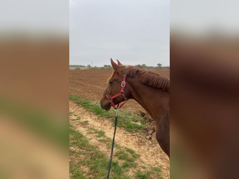 Deutsches Reitpony Stute 8 Jahre 143 cm Fuchs in Würzburg