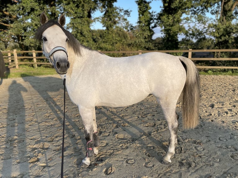 Deutsches Reitpony Stute 8 Jahre 143 cm Schimmel in Harsewinkel