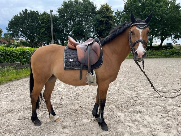 Deutsches Reitpony Stute 8 Jahre 144 cm Brauner in Westerkappeln