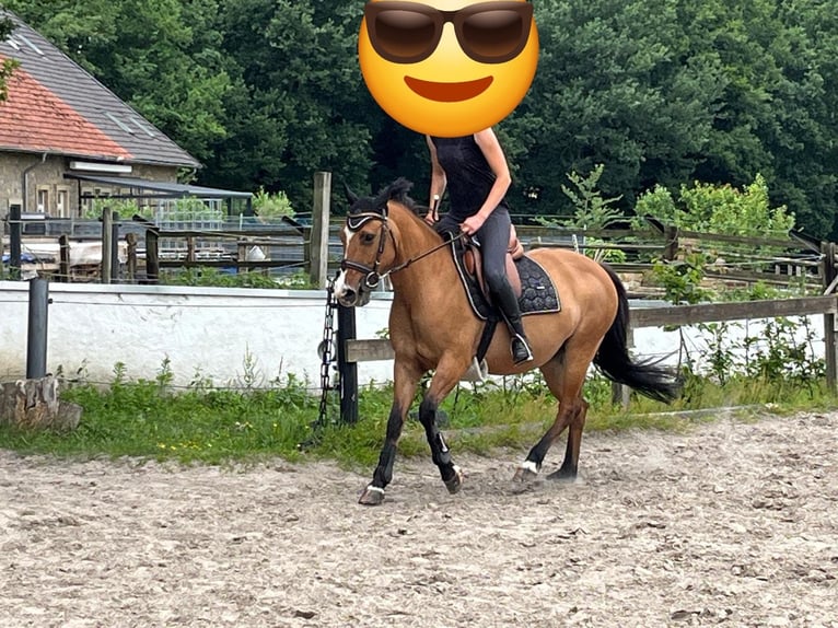 Deutsches Reitpony Stute 8 Jahre 144 cm Brauner in Westerkappeln