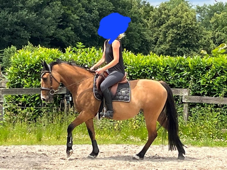 Deutsches Reitpony Stute 8 Jahre 144 cm Brauner in Westerkappeln
