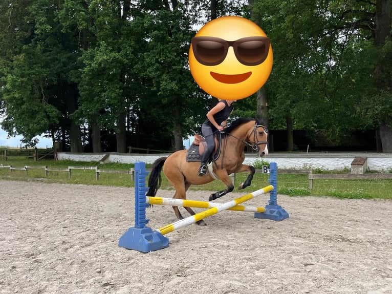 Deutsches Reitpony Stute 8 Jahre 144 cm Brauner in Westerkappeln