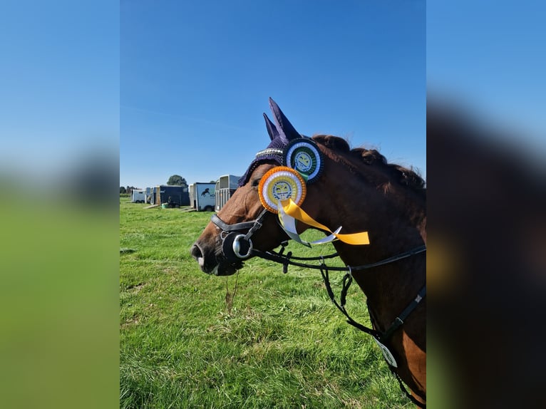 Deutsches Reitpony Stute 8 Jahre 144 cm Dunkelfuchs in Petershagen