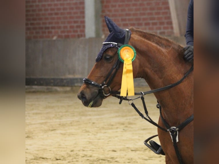 Deutsches Reitpony Stute 8 Jahre 144 cm Dunkelfuchs in Petershagen