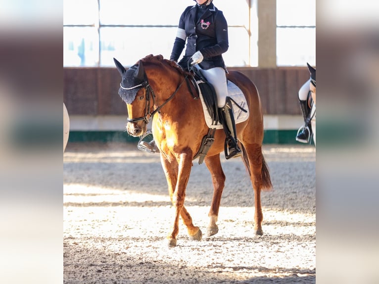 Deutsches Reitpony Stute 8 Jahre 144 cm Dunkelfuchs in Petershagen