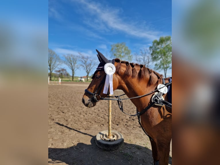 Deutsches Reitpony Stute 8 Jahre 144 cm Dunkelfuchs in Petershagen