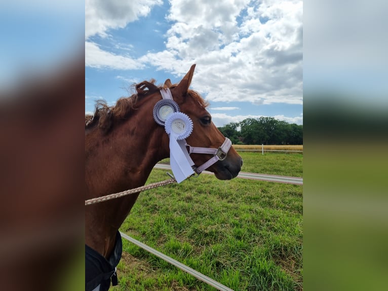 Deutsches Reitpony Stute 8 Jahre 144 cm Dunkelfuchs in Petershagen