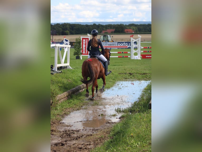 Deutsches Reitpony Stute 8 Jahre 144 cm Dunkelfuchs in Petershagen