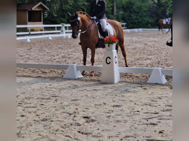 Deutsches Reitpony Stute 8 Jahre 144 cm Dunkelfuchs in Petershagen