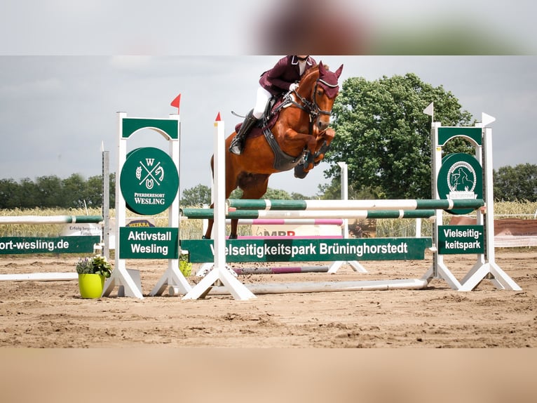 Deutsches Reitpony Stute 8 Jahre 144 cm Dunkelfuchs in Petershagen