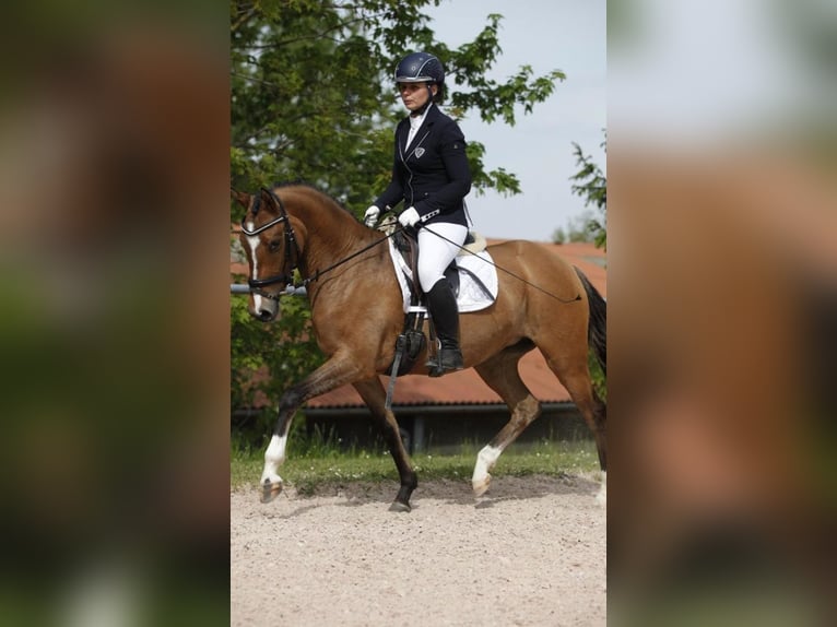 Deutsches Reitpony Stute 8 Jahre 144 cm Falbe in Ilmenau